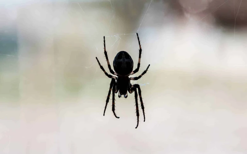 Outros Significados De Sonhos Com Aranhas