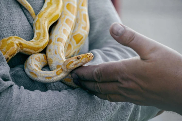 Outros Sonhos Com Cobras