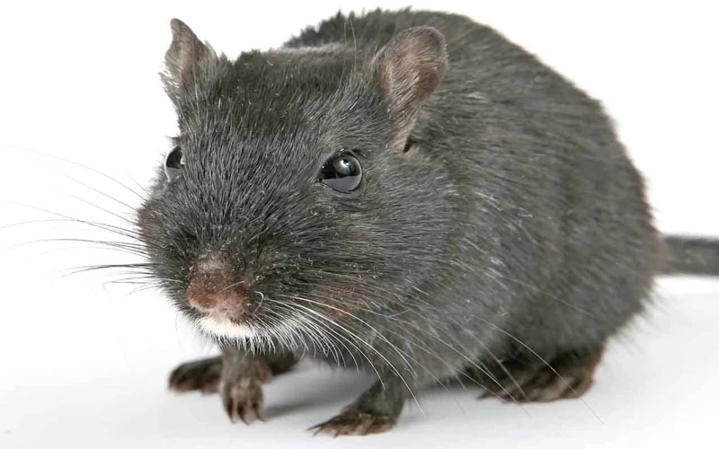 Rato Grande E Cinza: O Que Isso Quer Dizer?