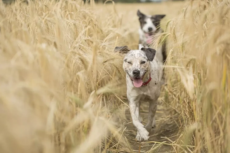 Significado De Sonhar Com Cachorro Atrás De Você