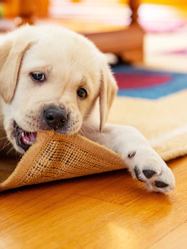 Significado De Sonhar Com Cachorro Que Já Morreu