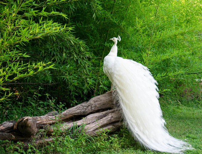 Significado De Sonhar Com Pavão