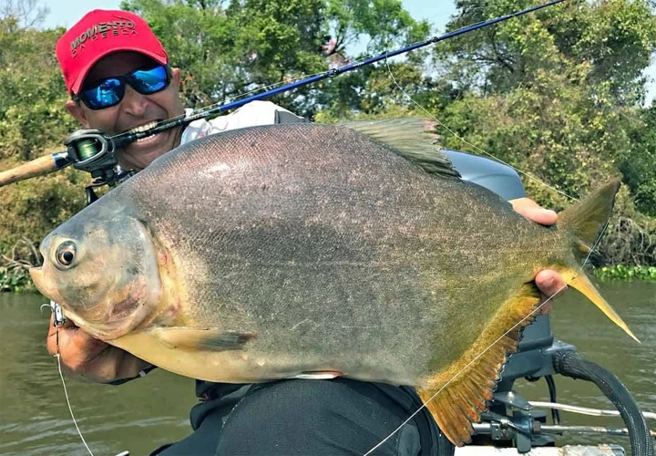 Significado De Sonhar Com Peixe Pacu