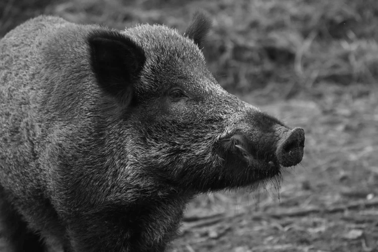 Significado De Sonhar Com Porco Preto Morto