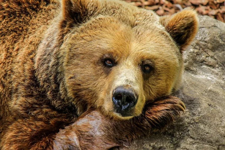 Significado De Sonhar Com Urso Preto Atacando