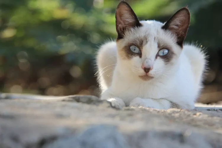 Significado Do Sonho Com Gato Sujo