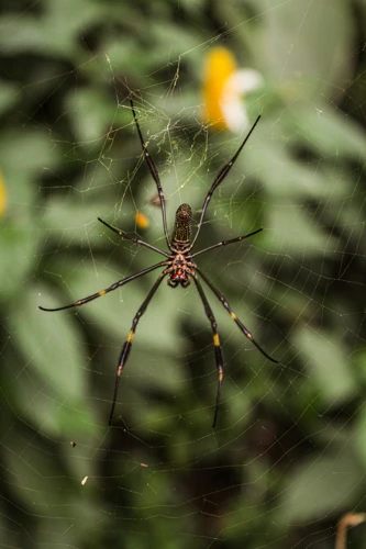 Significado Dos Sonhos Com Aranhas Grandes