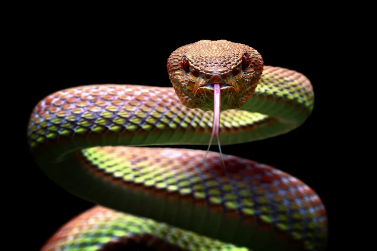 Significados De Sonhar Com Cobra Colorida De Várias Cores