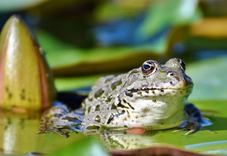 Significados De Sonhar Com Sapo Dentro Da Água