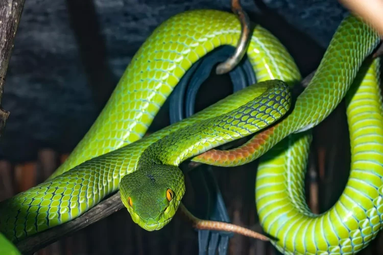 Simbolismo Da Cobra Verde