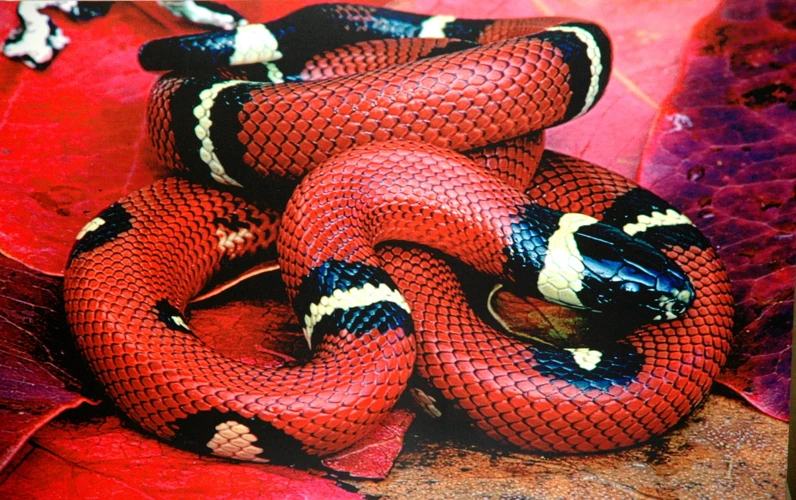 Simbolismo Das Cobras