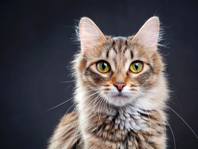 Simbolismo Do Gato Amarelo Nos Sonhos