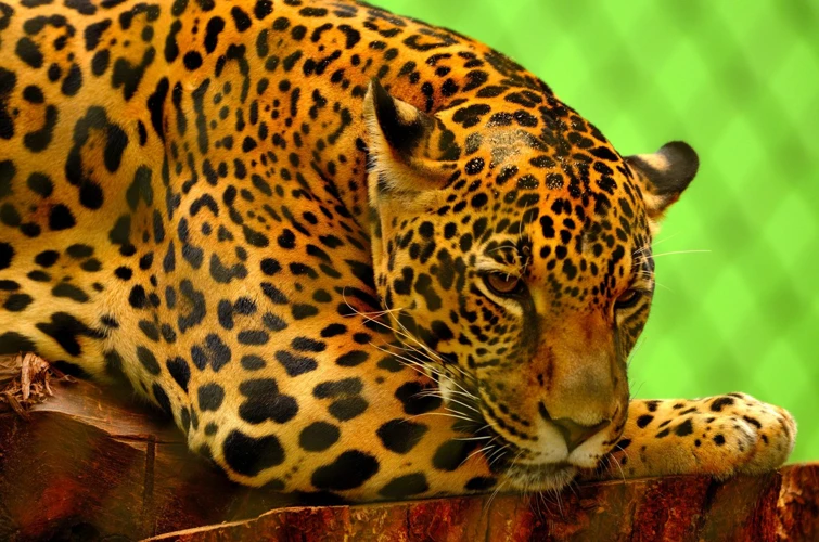Simbolismo Do Jaguar