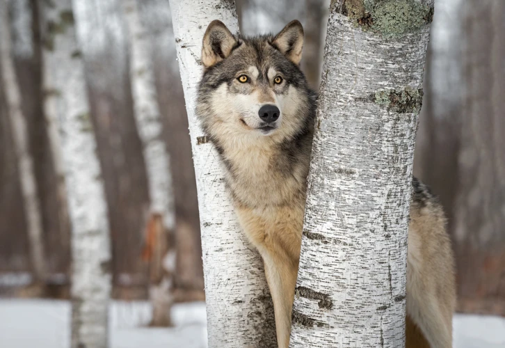 Simbologia Dos Lobos