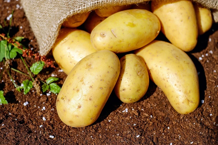  Sonhar Com Batata Doce Branca Crua 