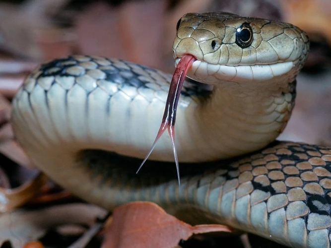 Sonhar Com Cobra Coral Atacando Em Diferentes Situações