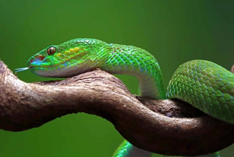 Sonhar Com Cobra Verde Grande: Significado Geral