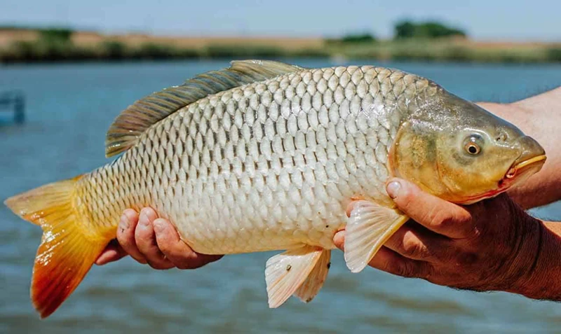 Sonhar Com Comer Carpa