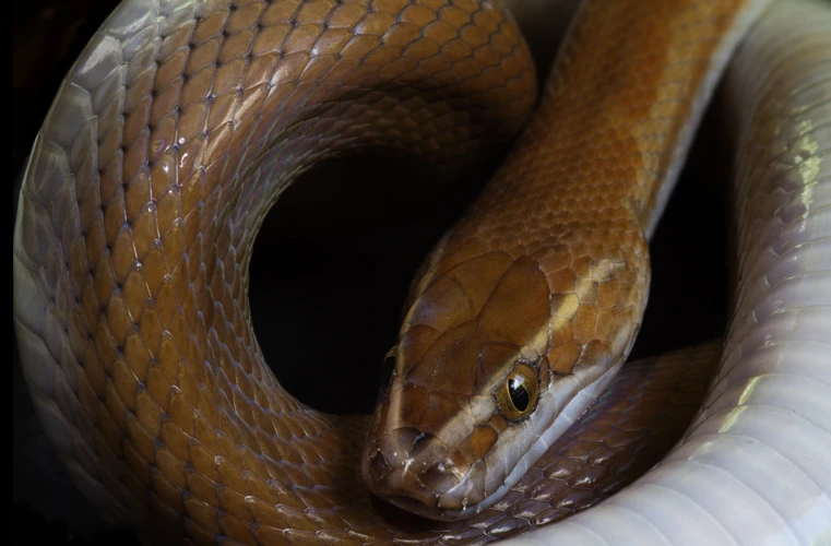 Sonhar Com Homem Virando Cobra Preta