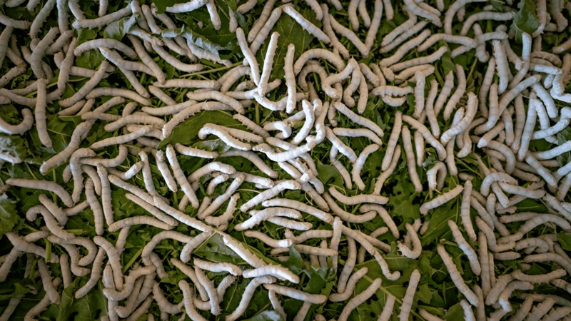 Sonhar Com Larvas Em Outra Pessoa: O Que Pode Significar?