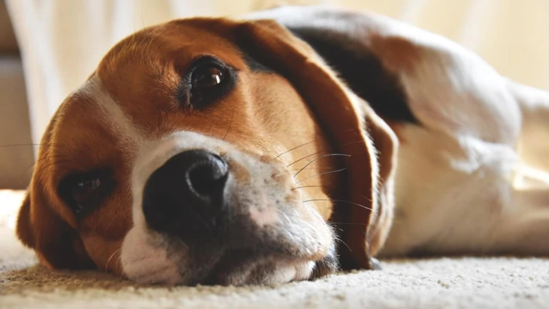 Sonhar Com Mordida De Cachorro Dócil