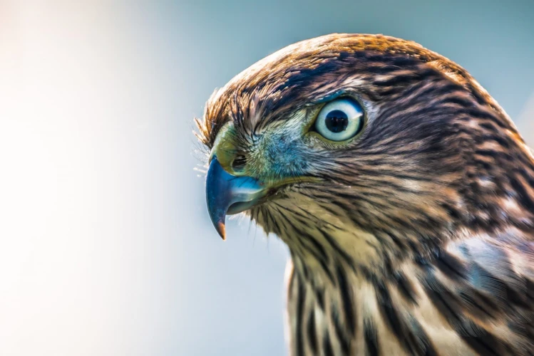 Sonhar Com Papagaio Na Mão E Outras Situações Com Aves