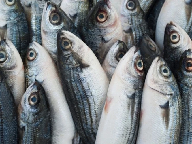 Sonhar Com Peixe Vivo: O Que Isso Pode Significar?