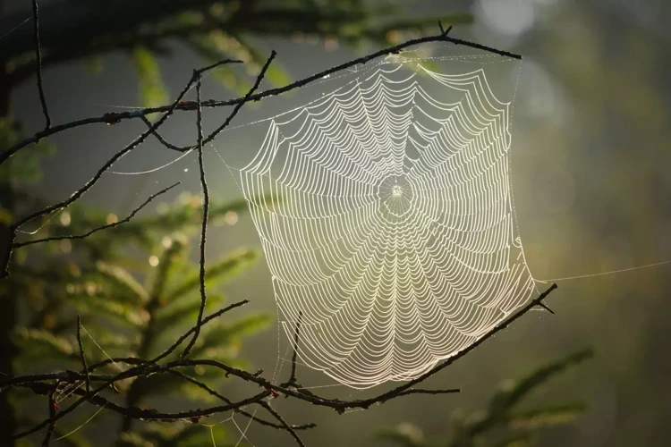 Sonhar Com Teias De Aranha