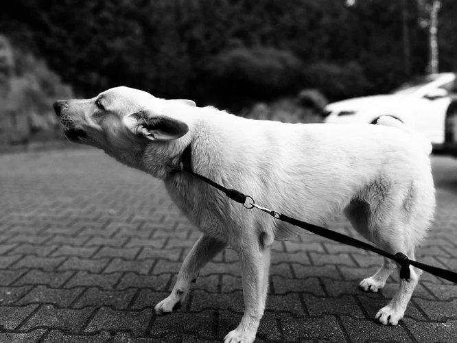 Sonhar Que Está Separando A Briga Dos Cachorros