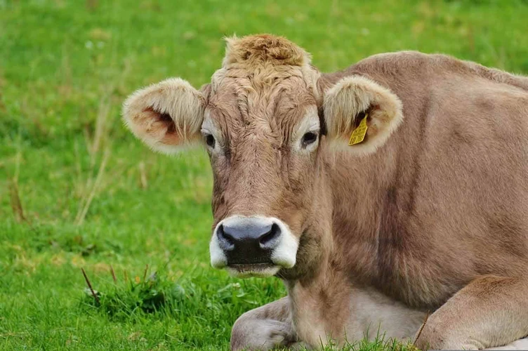 Sonhos Com Vacas Agressivas