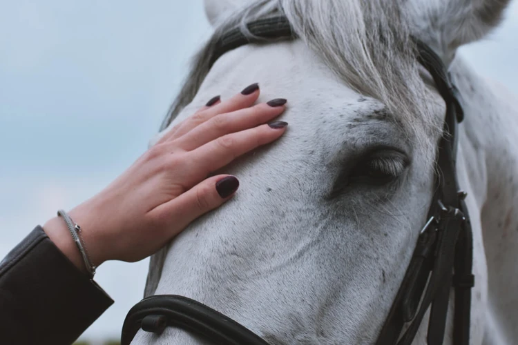 Tipo De Cavalo No Sonho