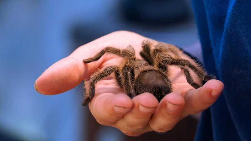 Tipos De Aranha