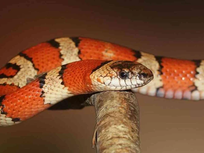 Tipos De Cobras Que Aparecem Em Sonhos