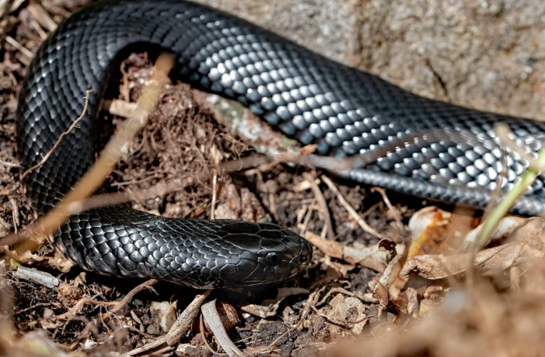 Tipos De Sonhos Com Cobra Preta