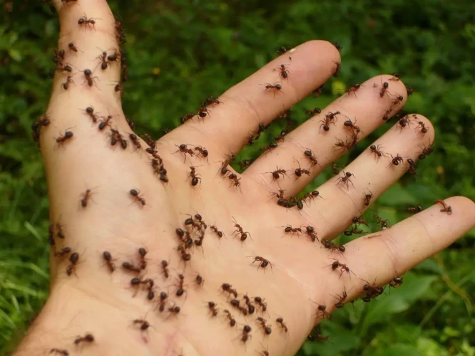 Tipos De Sonhos Com Formiga Na Comida