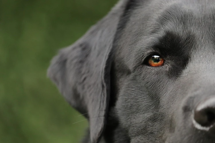 Animais Machucados Mais Comuns E Seus Significados