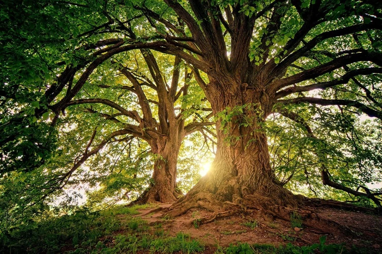 Árvores Cortadas: Significado E Interpretação
