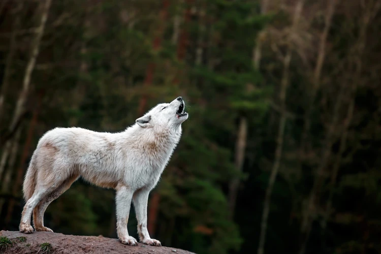 Como Interpretar O Seu Sonho De Lobo?