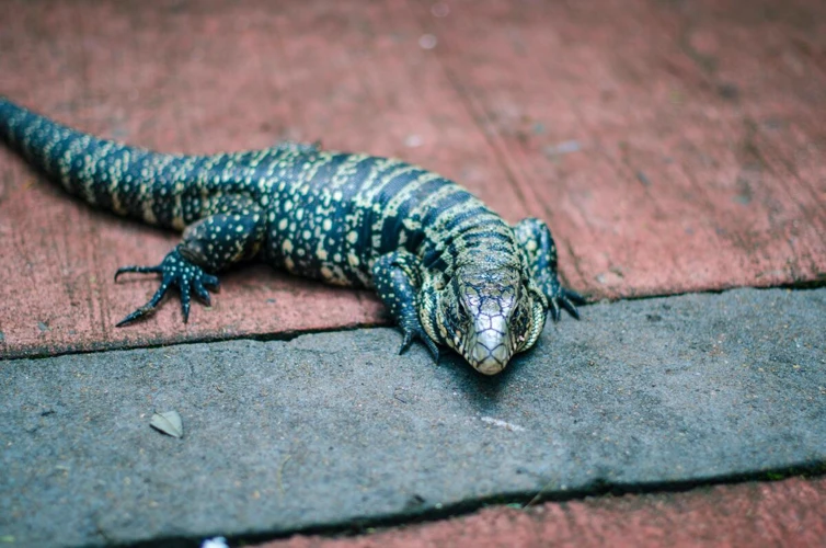 Cores E Ações Do Lagarto Nos Sonhos