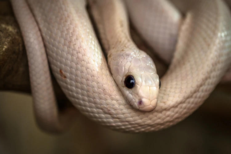 Detalhando O Significado De Cobra Branca E Pequena