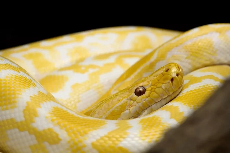 Diferentes Cenários De Sonhar Com Cobra Amarela Tentando Me Atacar