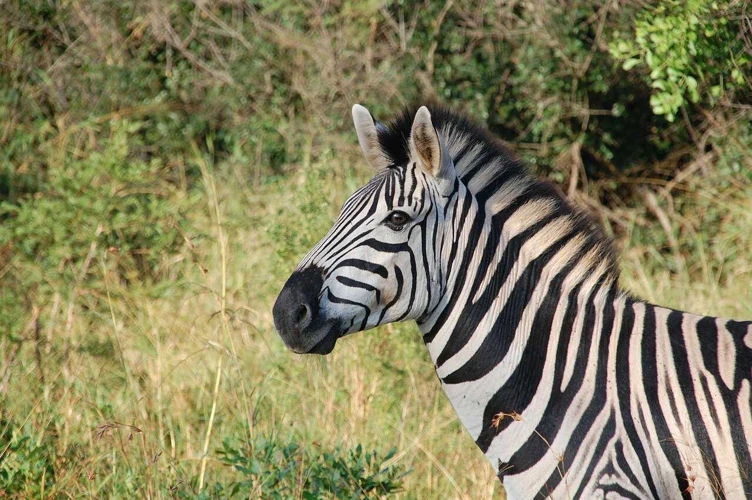 Interpretação De Sonhar Com Zebra