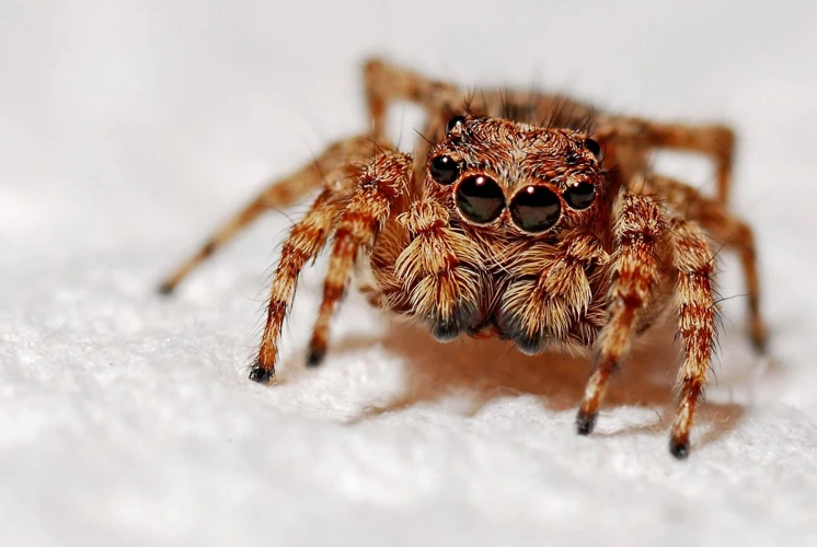 Interpretação De Sonhos Com Aranhas Pequenas