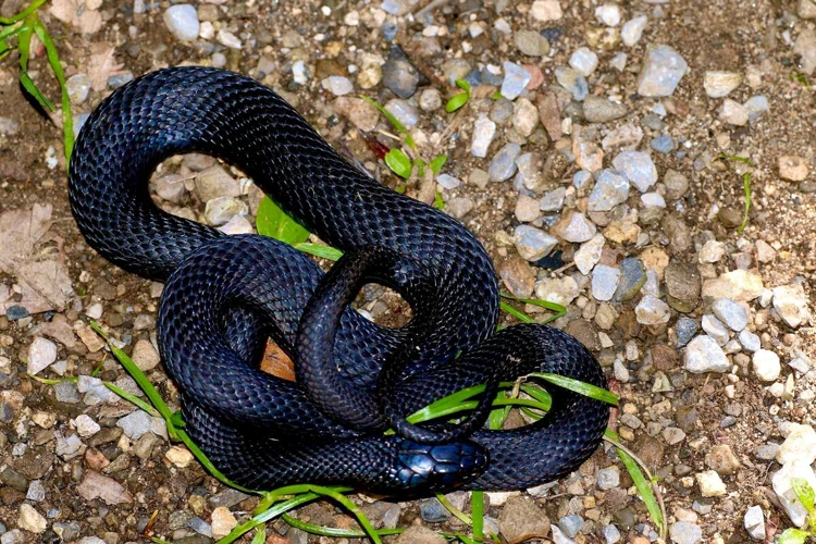 Interpretação Do Sonho Com Cobra Preta Enorme