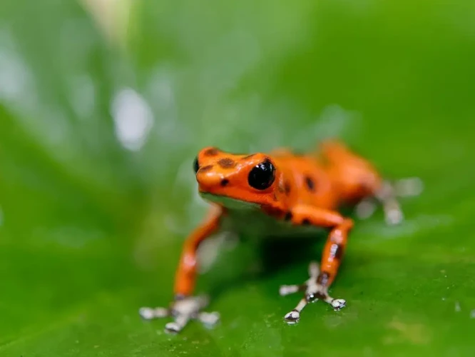 Interpretação Do Sonho Com Sapo Vermelho