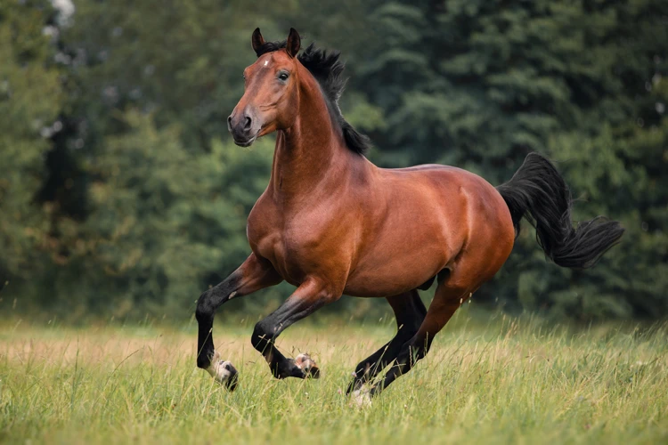 Interpretação Dos Sonhos Com Cavalo Castanho