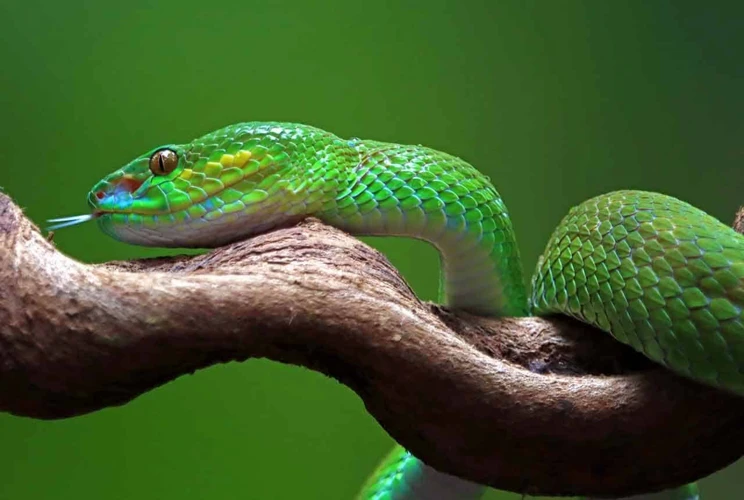 Interpretações Comuns De Sonhos Com Cobra Gigante Verde