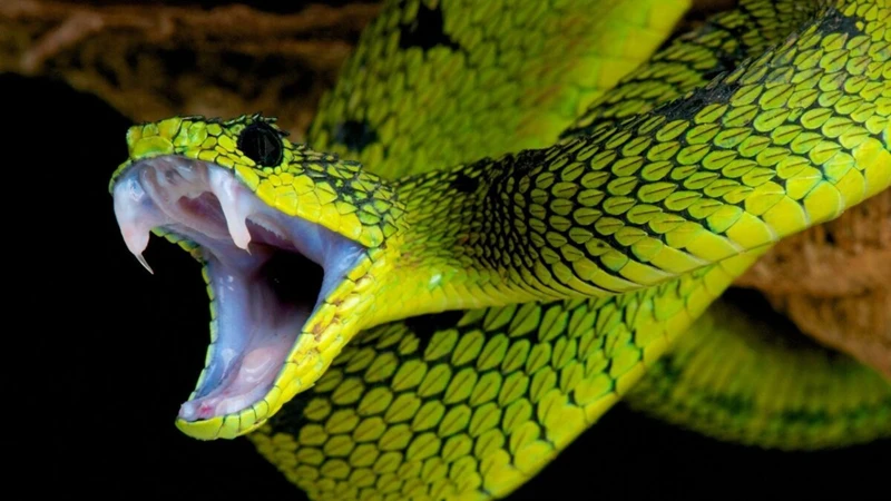 Interpretações De Sonhar Com Cobra Verde Mordendo A Gente