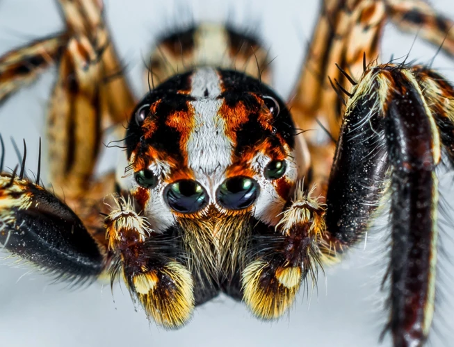 Interpretações Do Sonho Com Aranha Brava