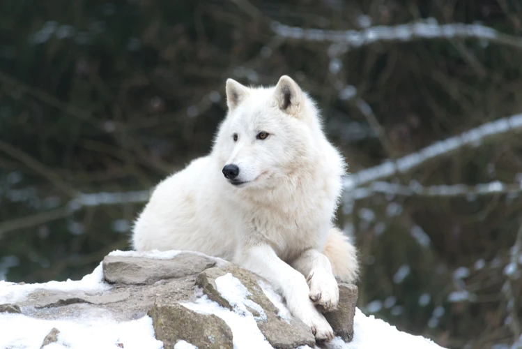 Interpretações Dos Sonhos Com Lobo Correndo Atrás De Você